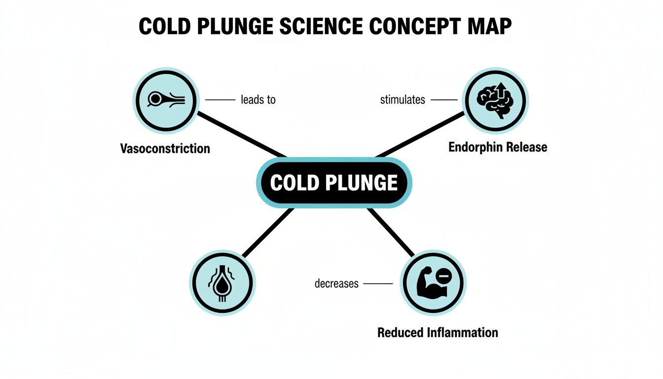 Concept map illustrating cold plunge science, highlighting effects such as vasoconstriction, endorphin release, and reduced inflammation.