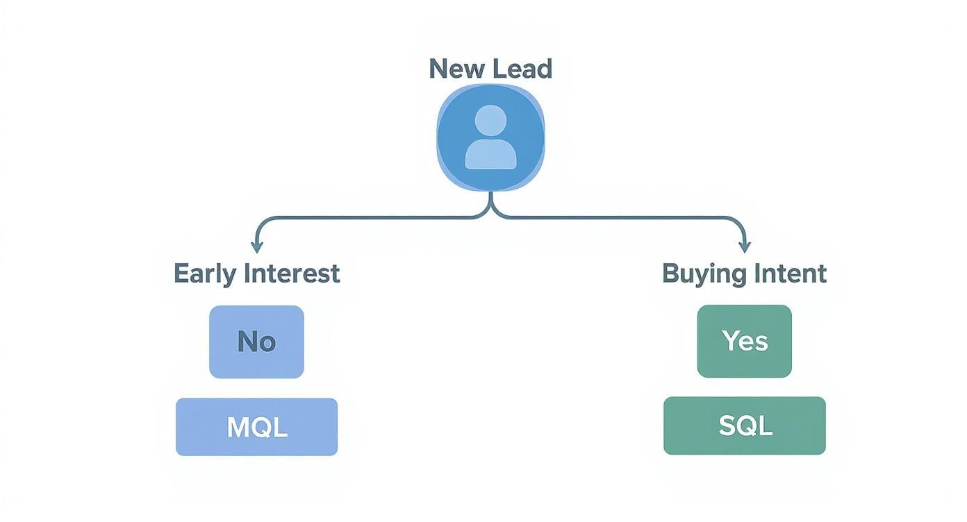 Infographic about what is sales qualified lead