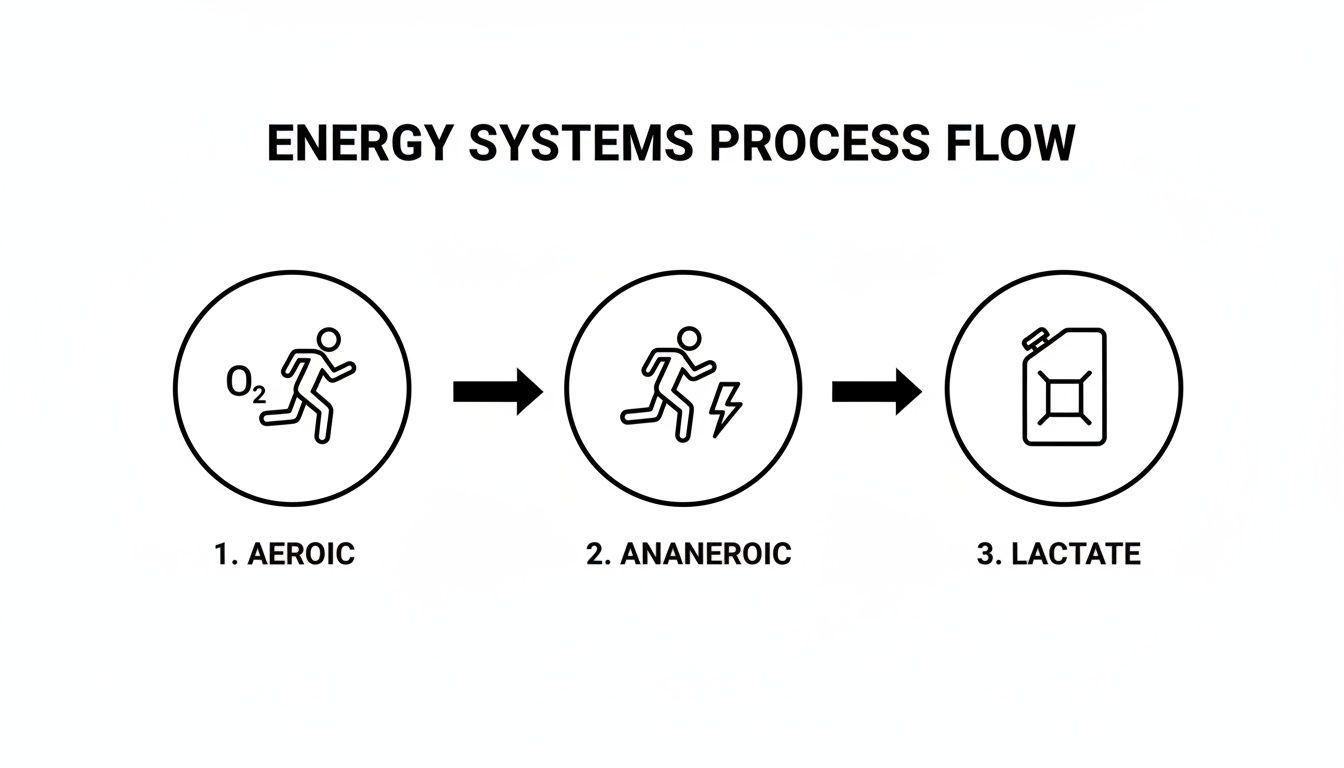 Infographic depicting the energy systems process flow: aerobic, ananaerobic, and lactate phases.