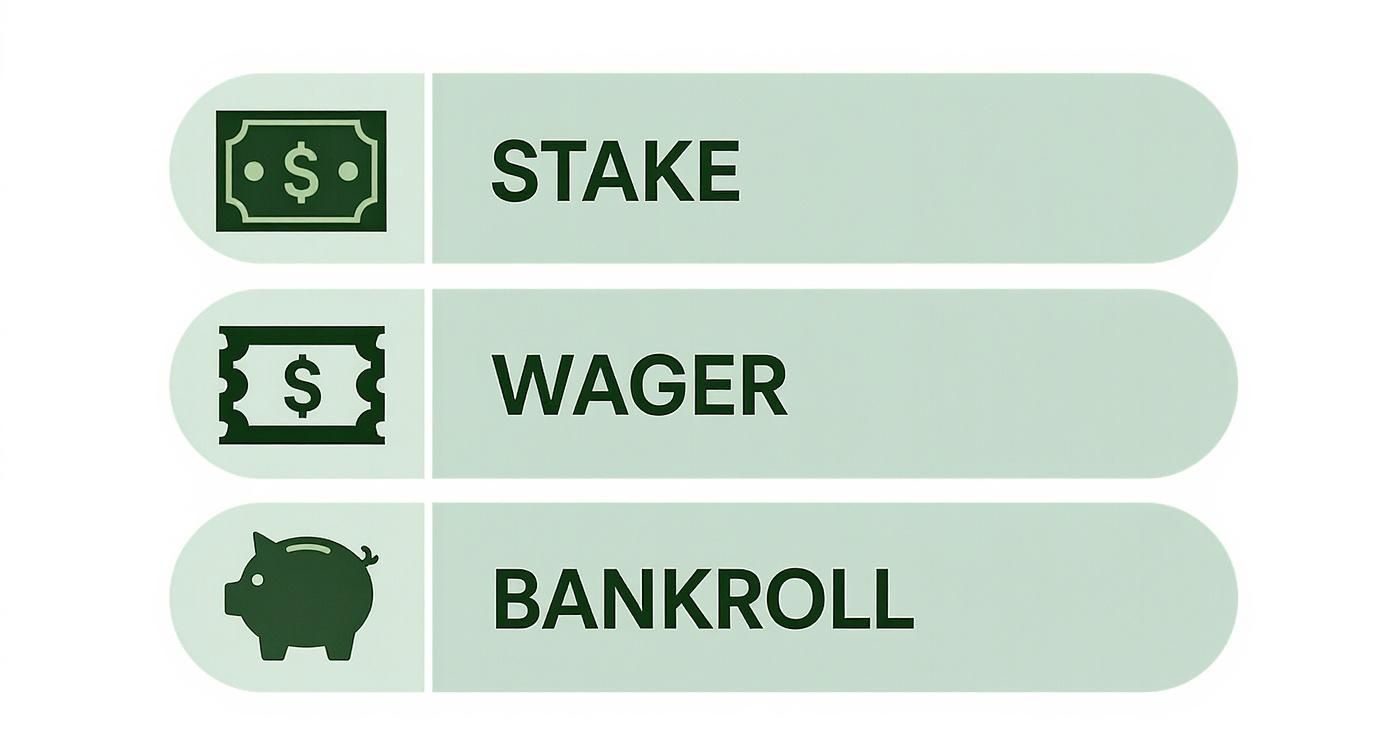 Sports betting lingo: Master the Terms & Bet Smarter 2 Infographic about sports betting lingo