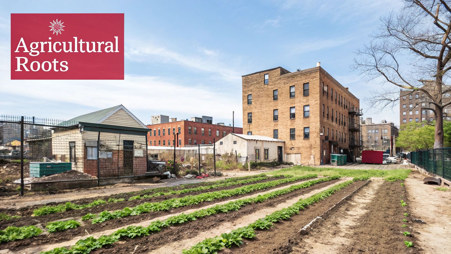 Urban community garden with rows of green plants, surrounded by brick buildings under a blue sky.
