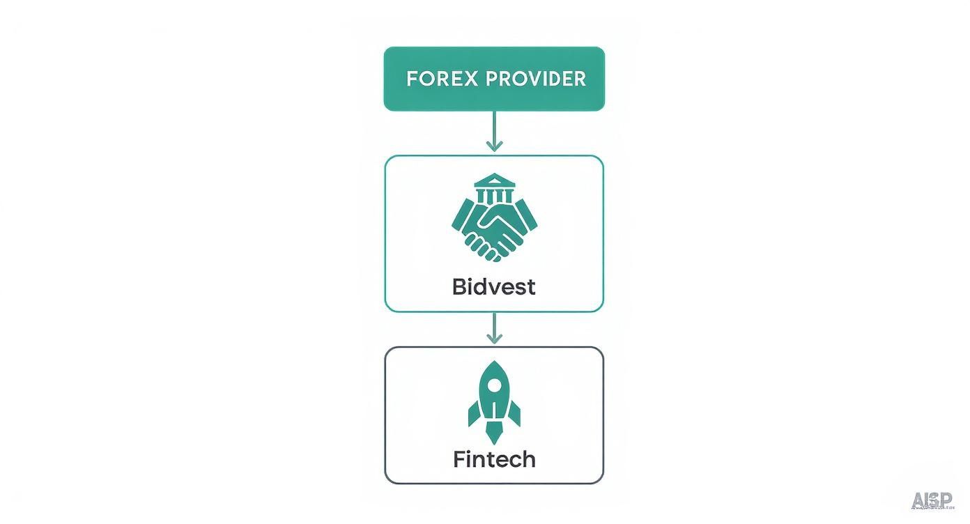 Infographic decision tree showing how to choose between Bidvest Bank and a fintech provider for forex needs.