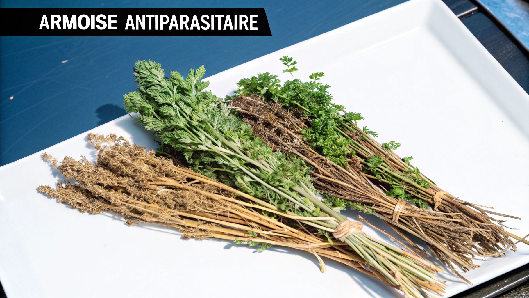 Wormwood (Artemisia absinthium)