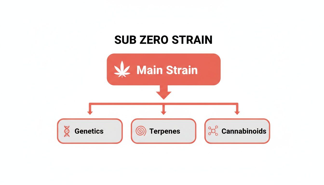 A diagram illustrating the Sub Zero Strain, breaking down into Main Strain, Genetics, Terpenes, and Cannabinoids.