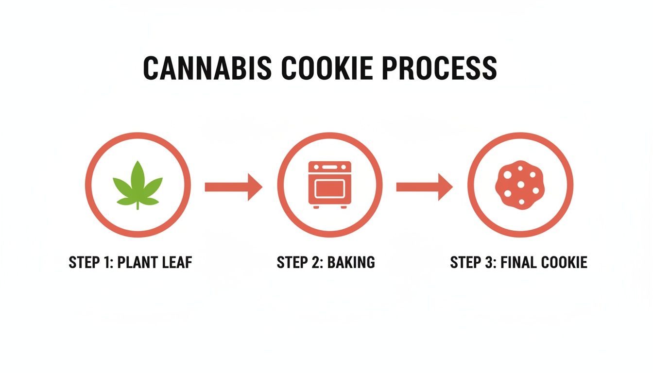 An infographic showing the three-step process of making cannabis cookies: plant leaf, baking, and final cookie.