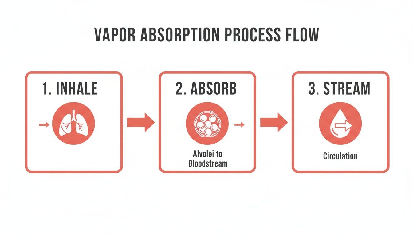 Flowchart illustrating the human body's vapor absorption process: inhale, absorb in alveoli to bloodstream, and circulate.