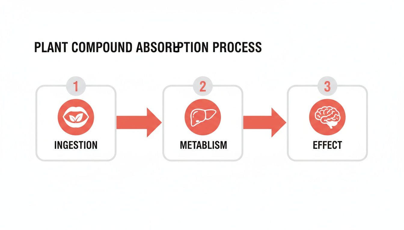 Diagram illustrating the three-step plant compound absorption process, from ingestion to metabolism and finally effect.