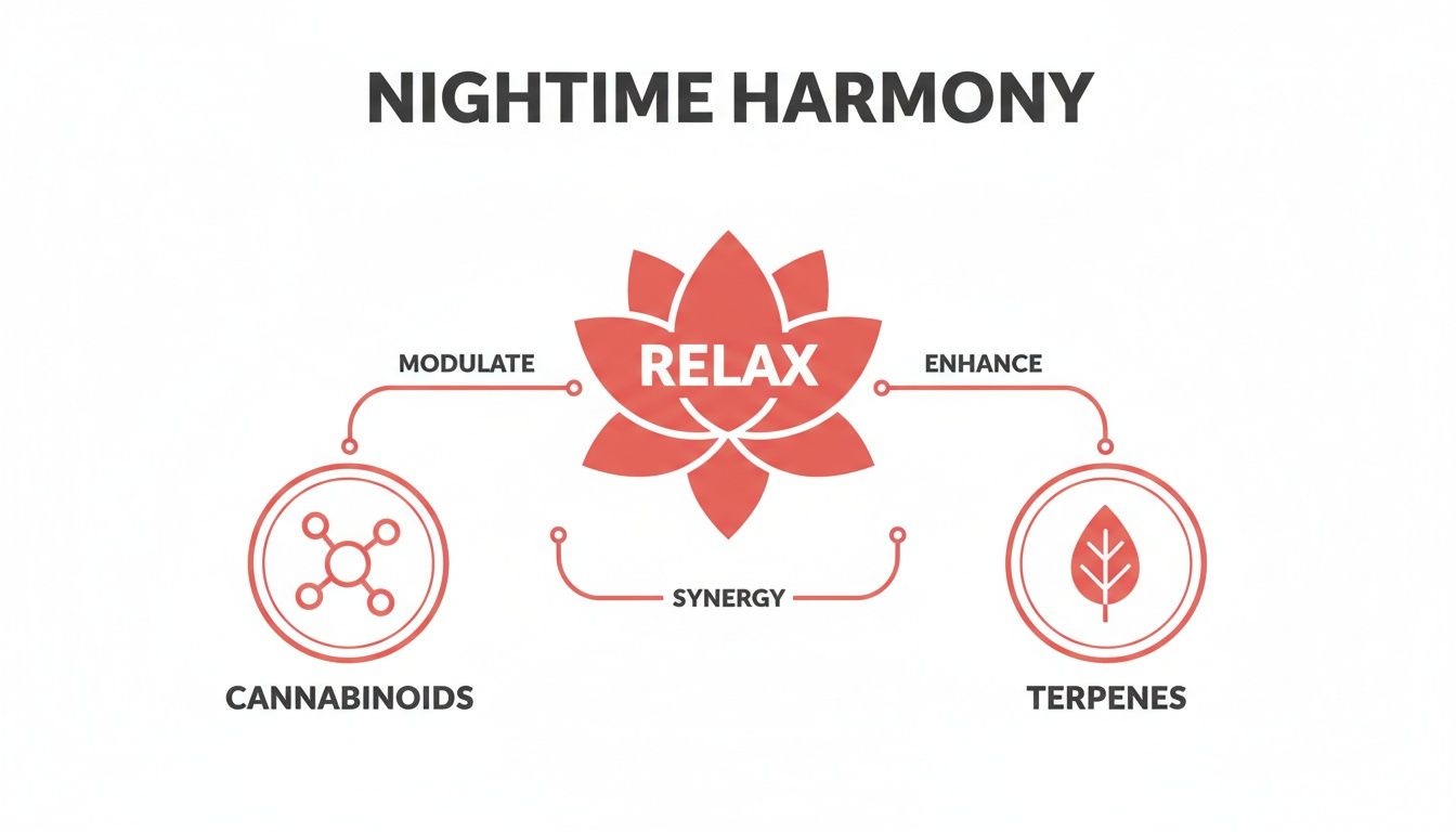 Diagram showing how cannabinoids and terpenes work in synergy to modulate and enhance relaxation for nighttime harmony.