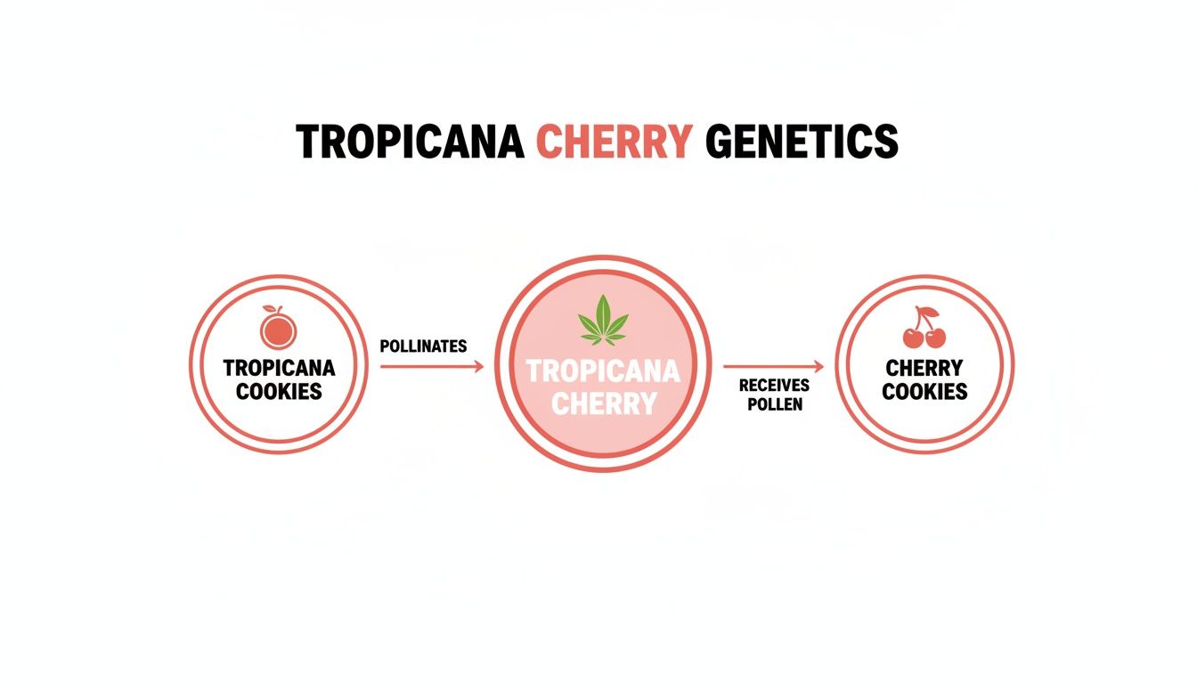 A genetics diagram illustrating Tropicana Cherry's lineage from Tropicana Cookies and Cherry Cookies.