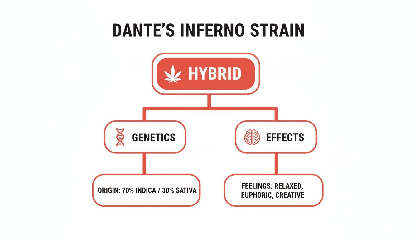 Flowchart detailing Dante's Inferno cannabis strain: Hybrid, 70% Indica / 30% Sativa genetics, with relaxed, euphoric, creative effects.