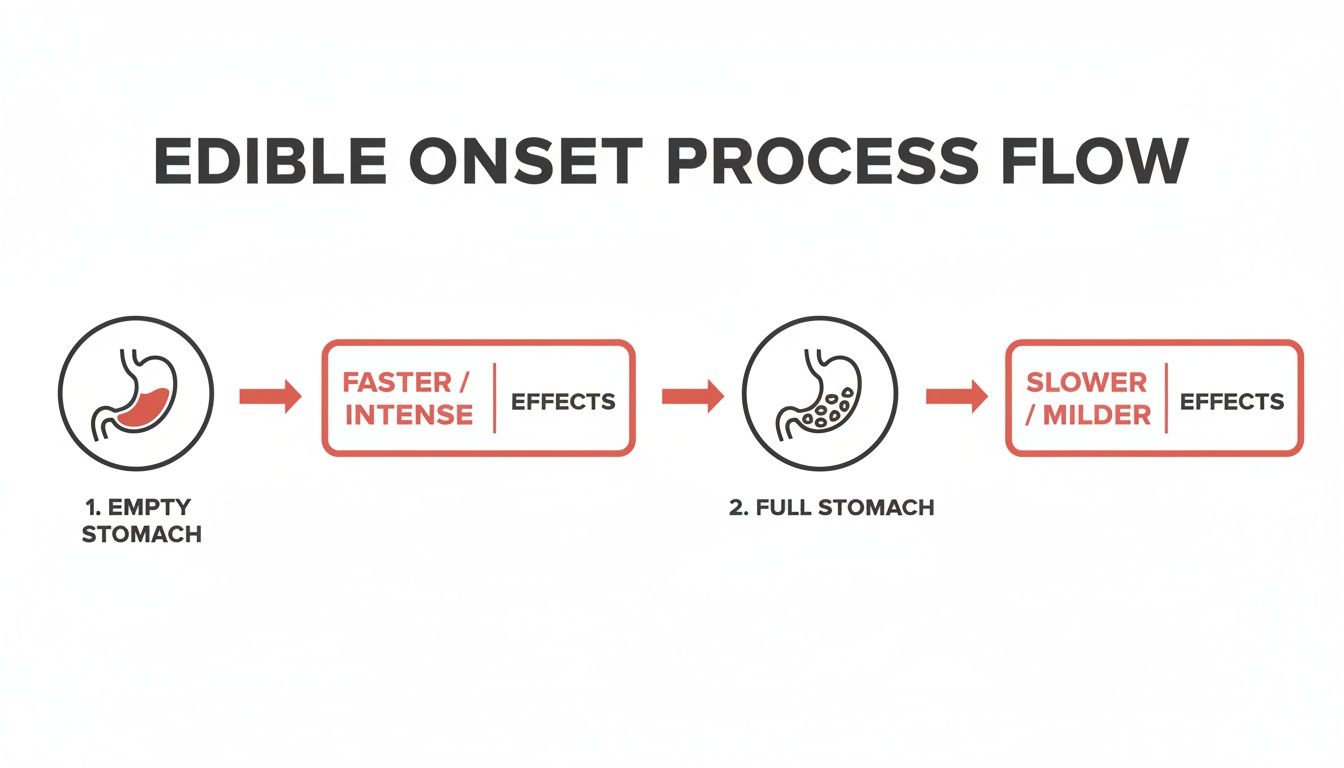 Flowchart illustrating edible onset process: empty stomach leads to faster, intense effects; full stomach leads to slower, milder effects.