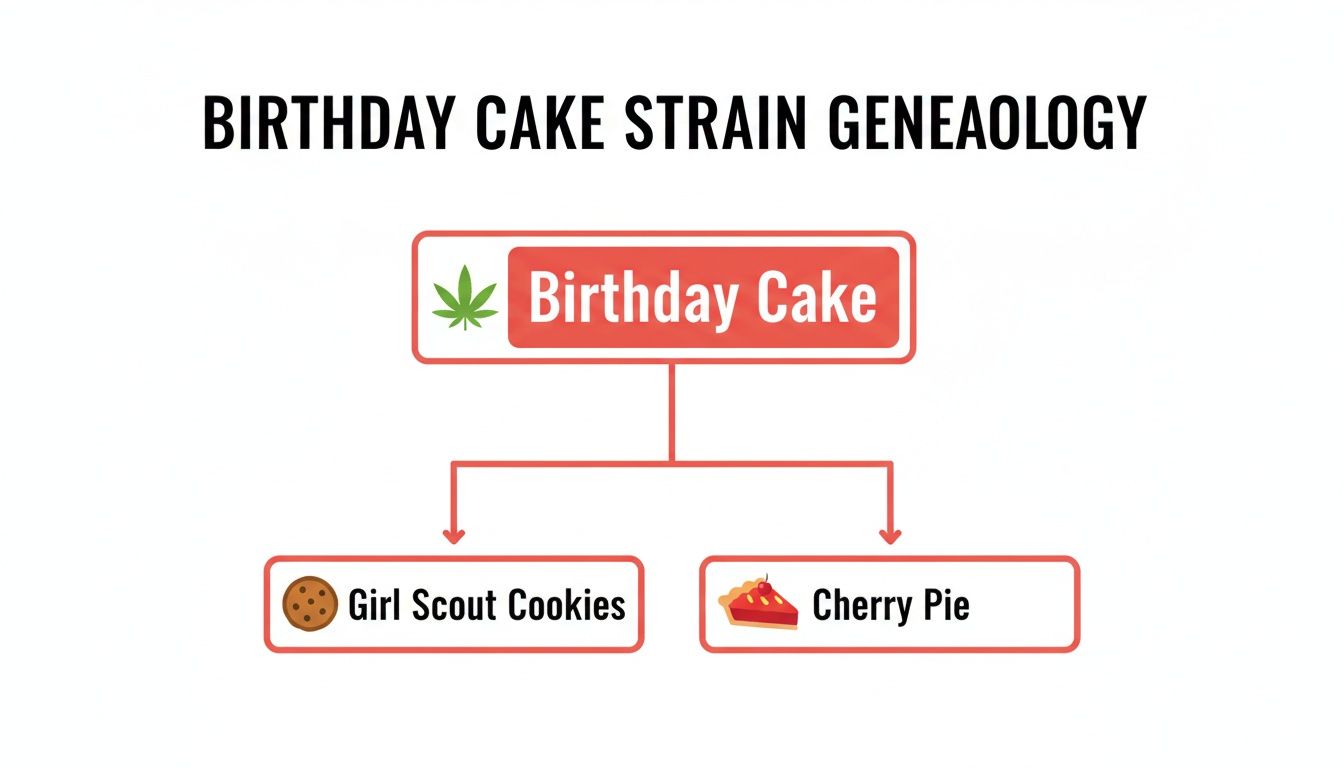 Diagram illustrating the genetic lineage of the Birthday Cake cannabis strain from Girl Scout Cookies and Cherry Pie.