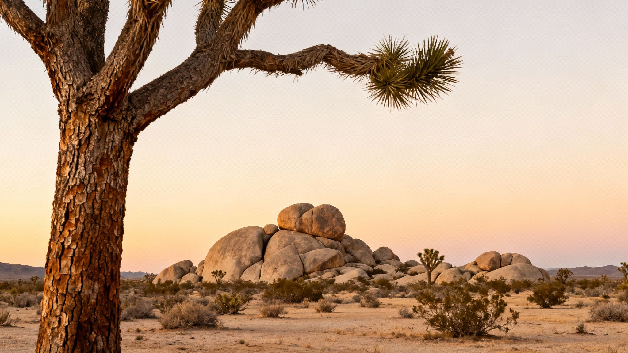 Desert landscape at sunset with a prominent Joshua tree and rounded rock formations.