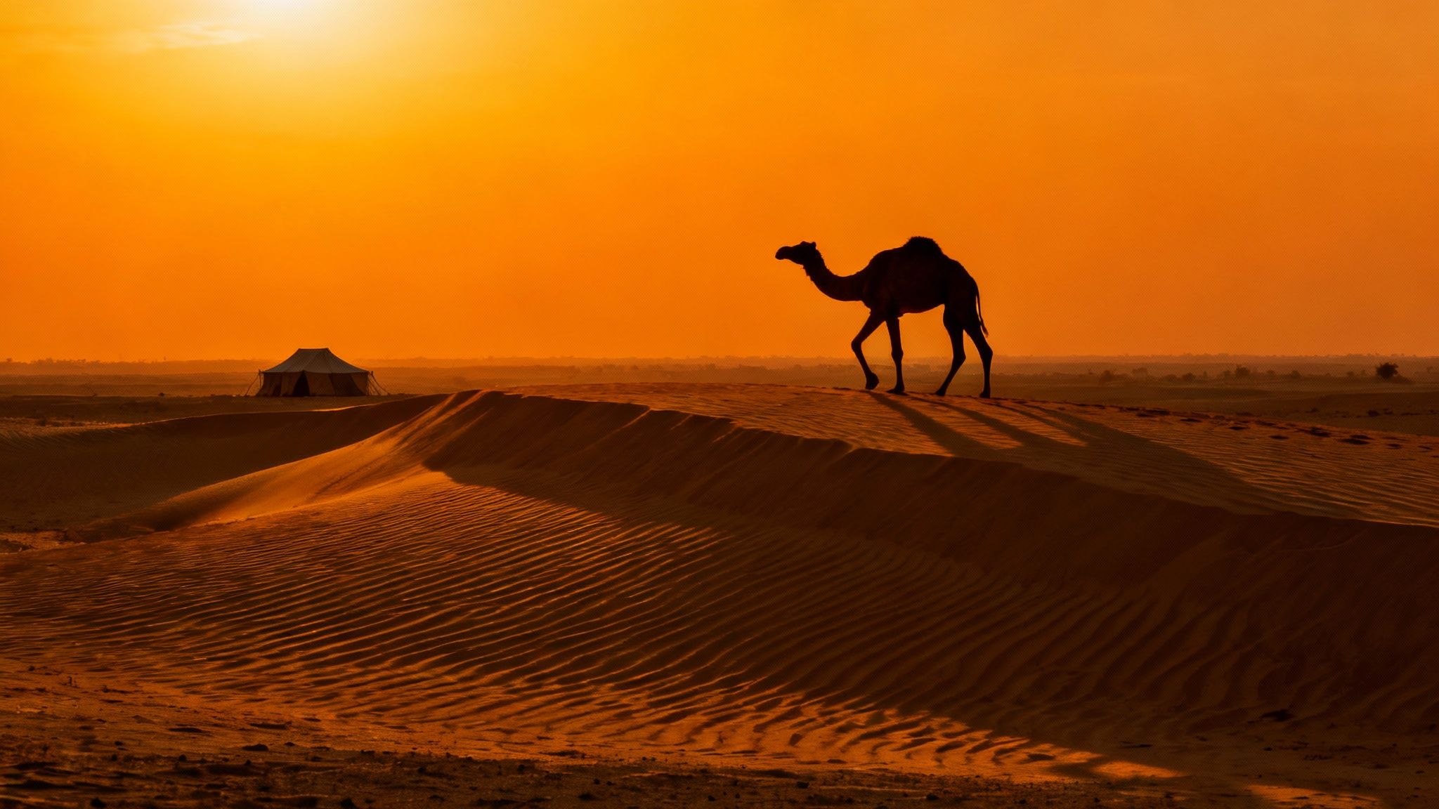 A camel walks on sand dunes in an orange desert sunset, with a small tent in the background.
