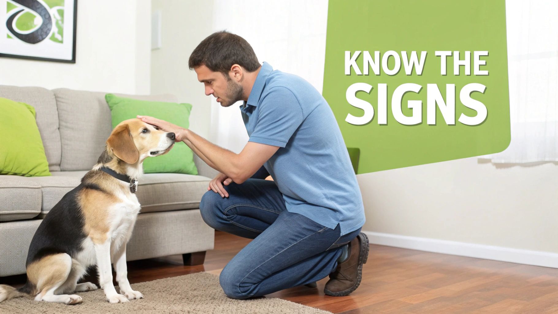 A man in a blue shirt kneels to gently pet a beagle dog, with a couch in the background.