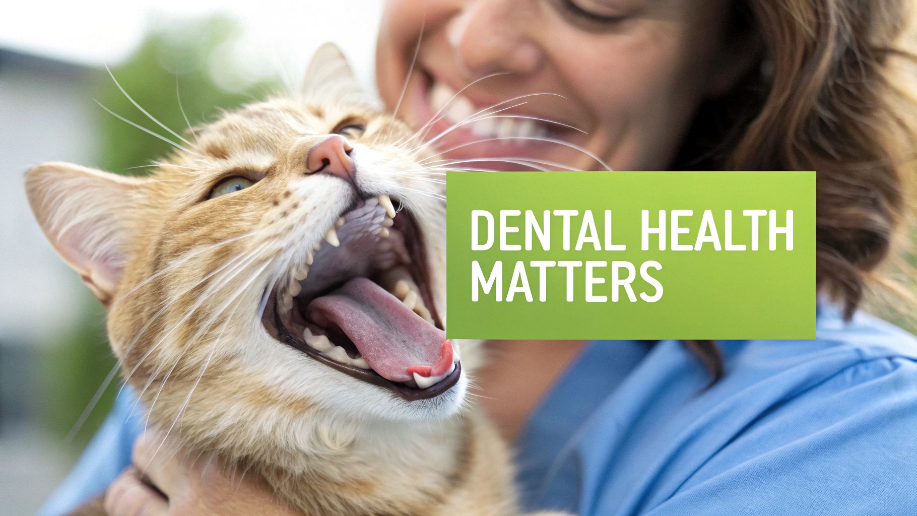 A smiling person gently holds an orange cat with its mouth wide open, revealing its teeth and tongue, emphasizing dental health.