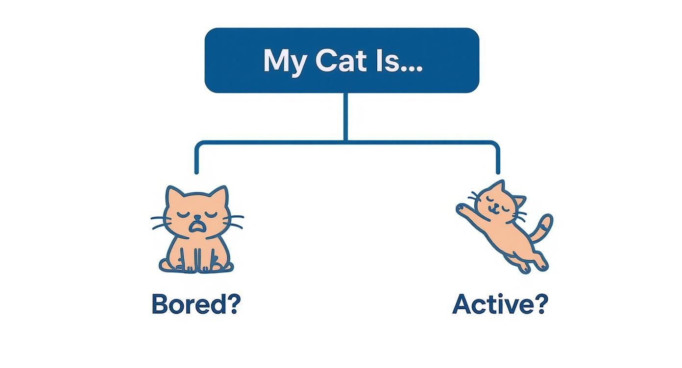 Decision tree showing options for a cat's mood: "Bored?" (sad cat) or "Active?" (playful cat).