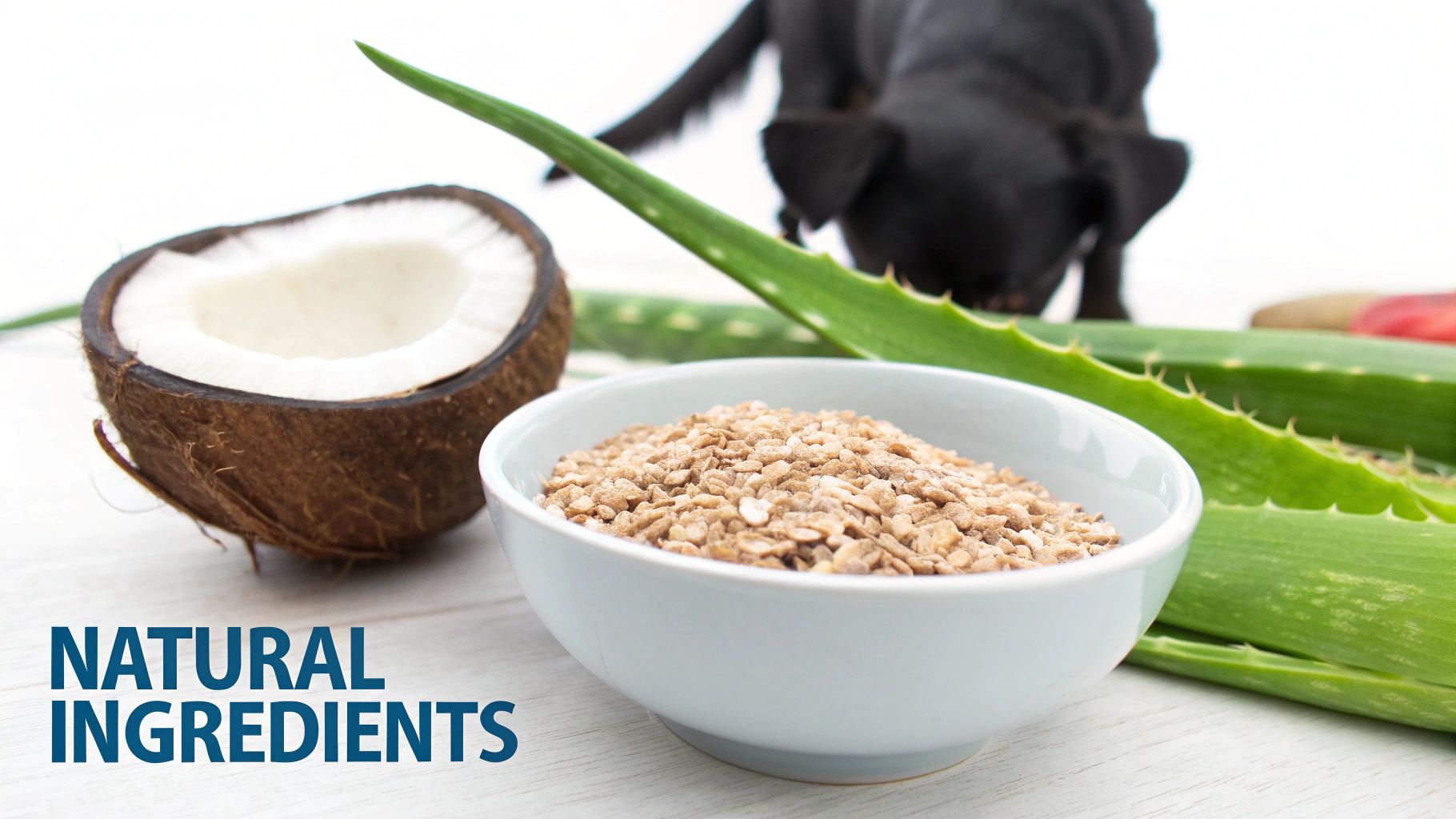 A half coconut, a bowl of natural grains, and aloe vera leaves with a black dog in the background, emphasizing natural ingredients.