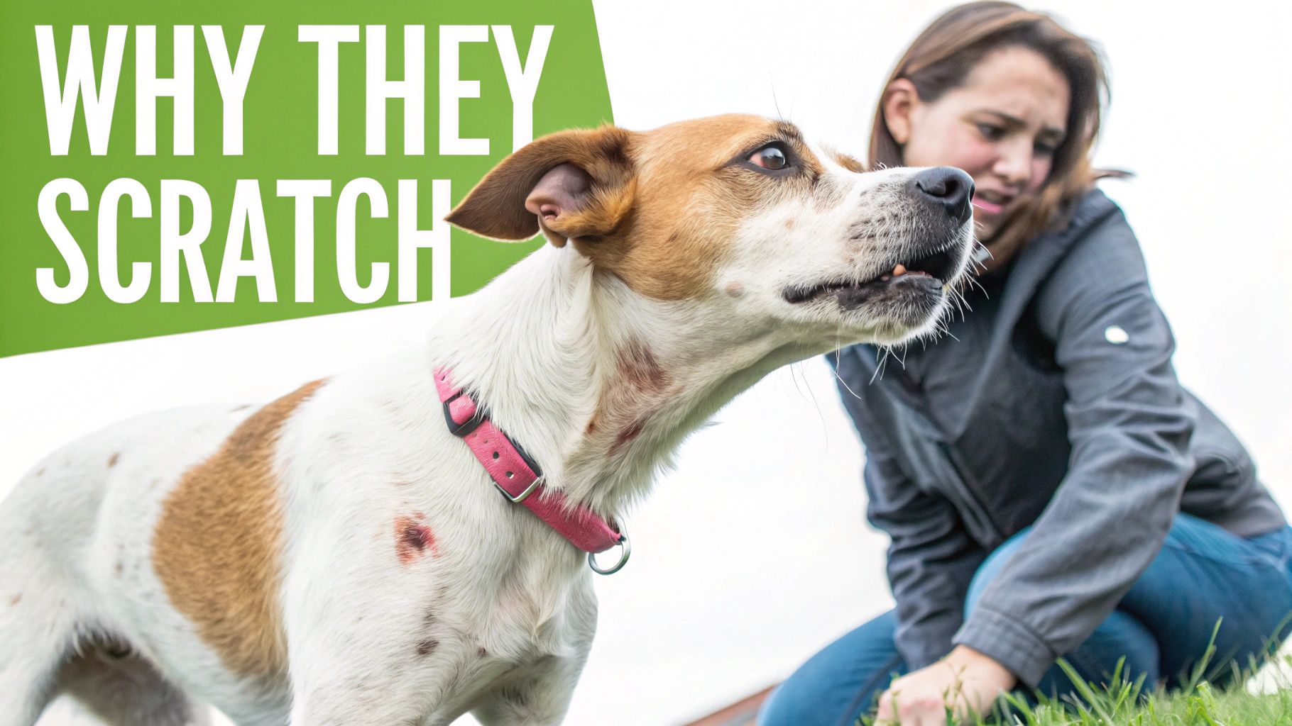 Dog with skin allergies and visible scratches, next to a worried woman, showing why dogs scratch.
