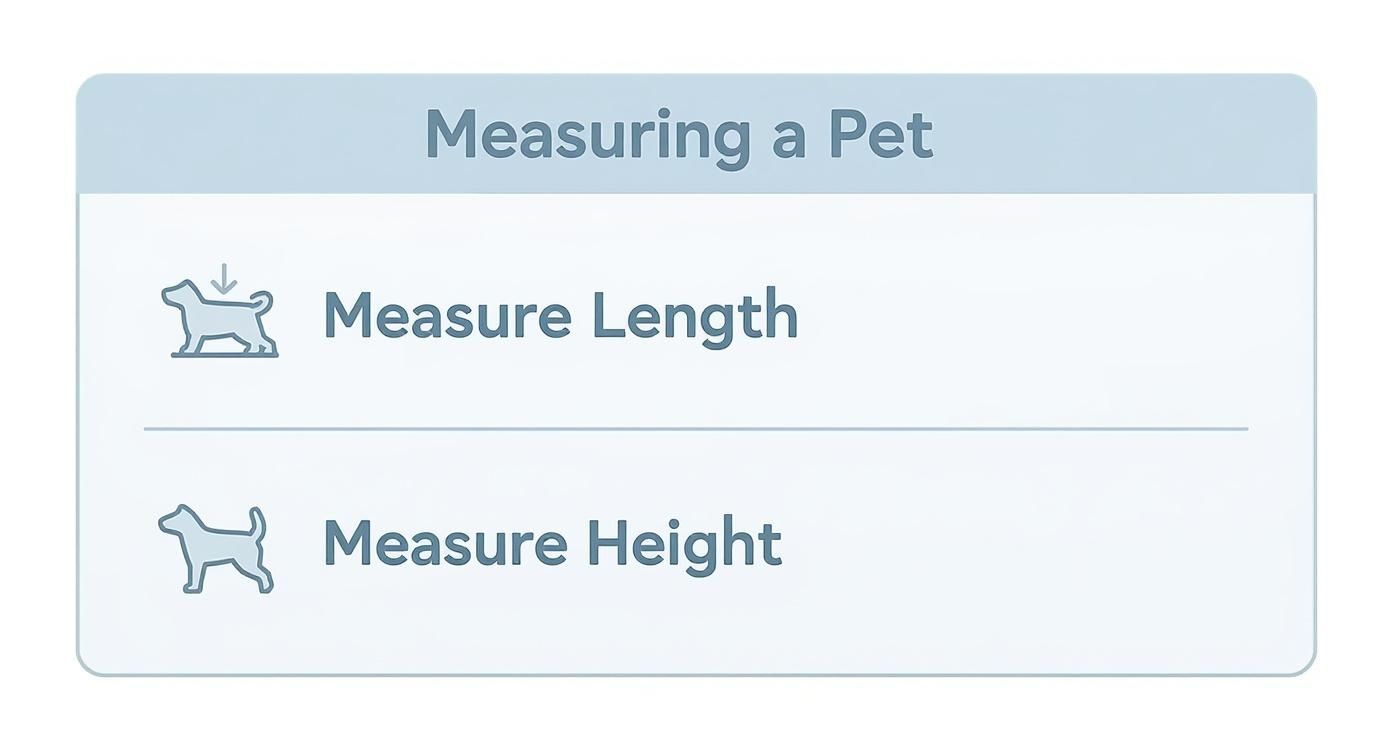 Infographic about airline pet carrier size requirements