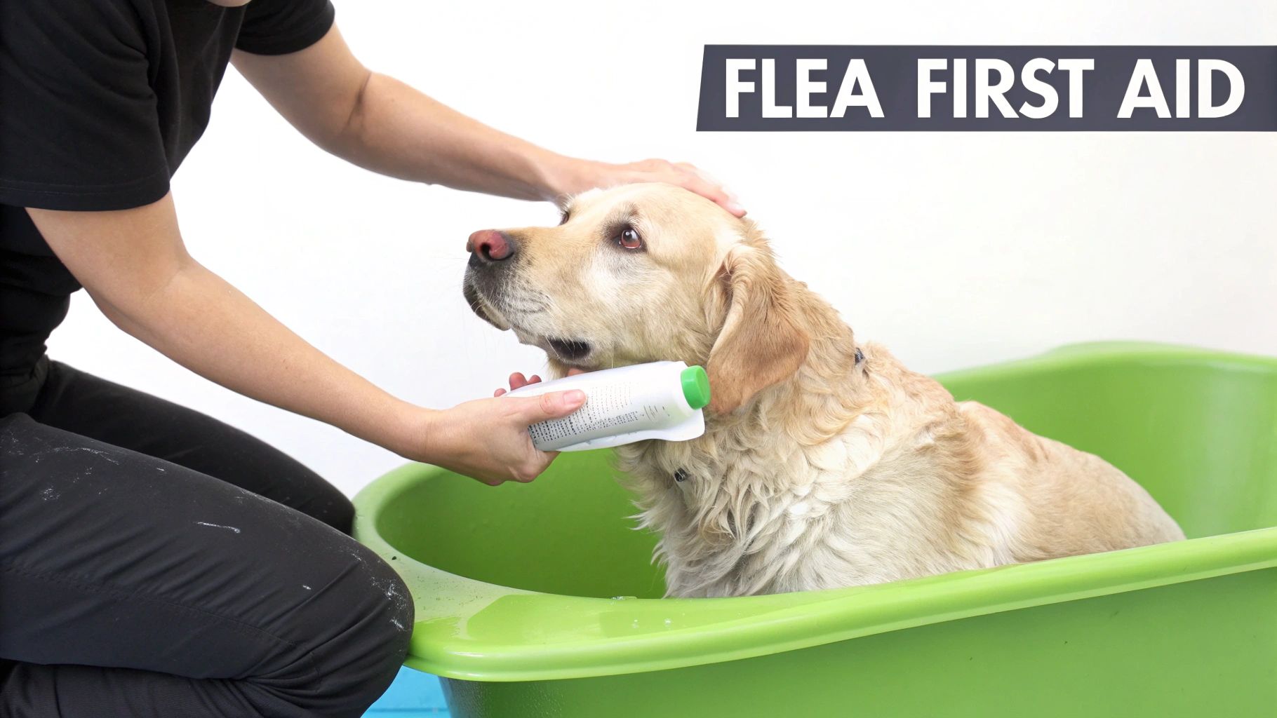 Person bathing a golden retriever dog in a green tub with a flea treatment product.