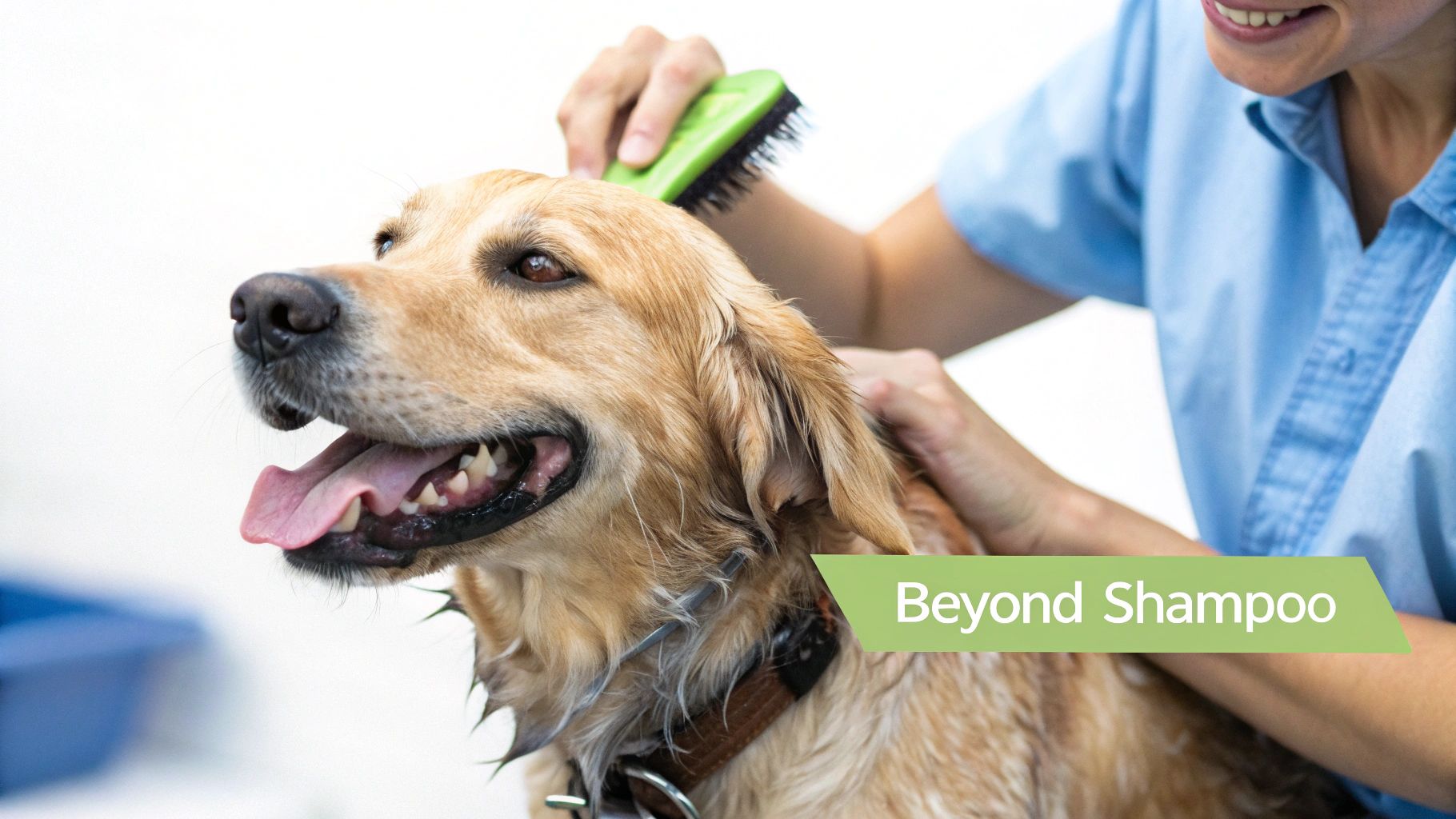 A happy wet golden retriever dog being gently brushed by a person, with text 'Beyond Shampoo' visible.