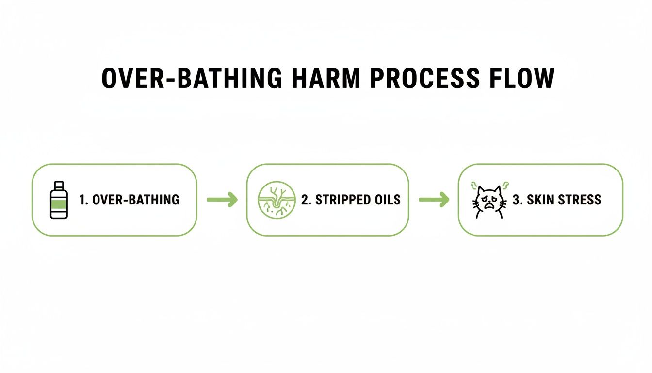 A process flow chart shows over-bathing leads to stripped oils, causing skin stress for pets.