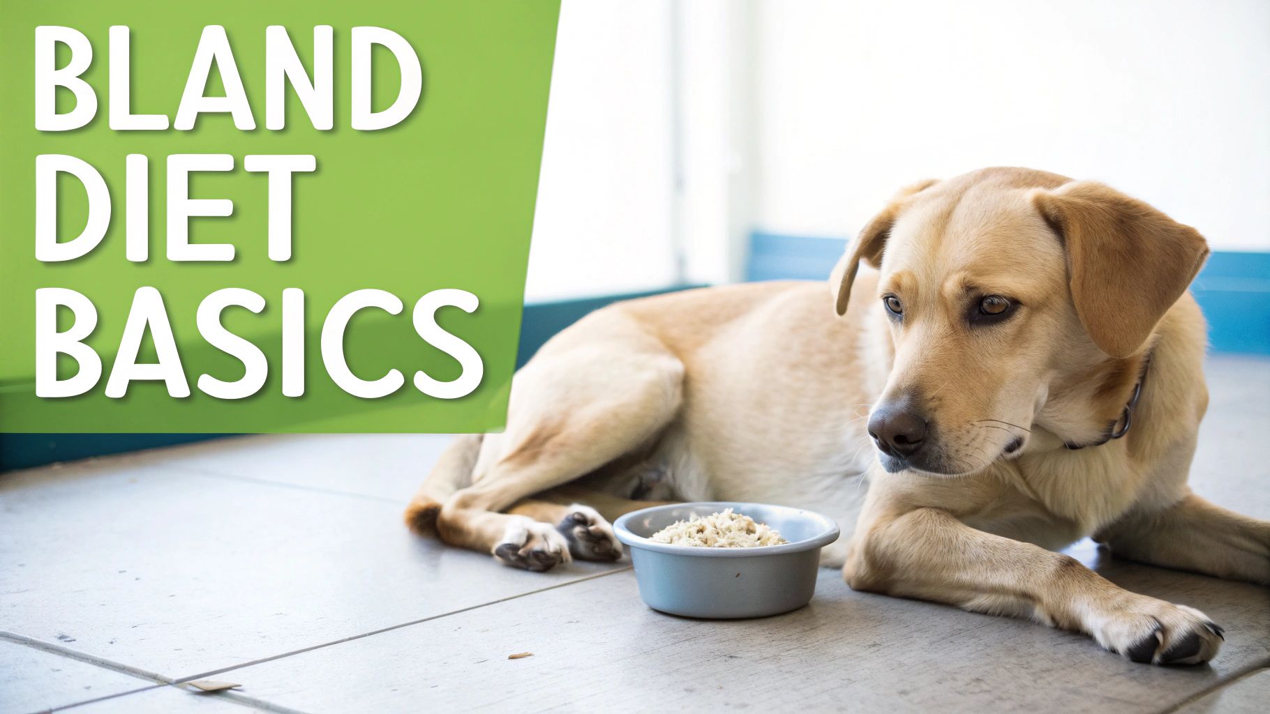 Yellow Labrador dog lying next to food bowl looking unwell, bland diet basics text overlay