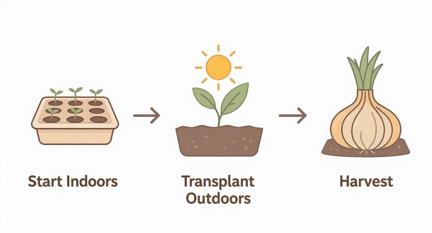 Infographic about when to plant onion seeds