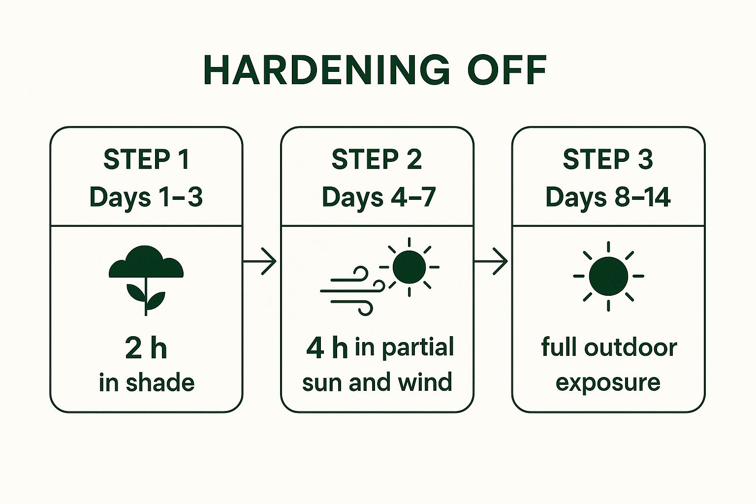 Infographic about how to transplant seedlings
