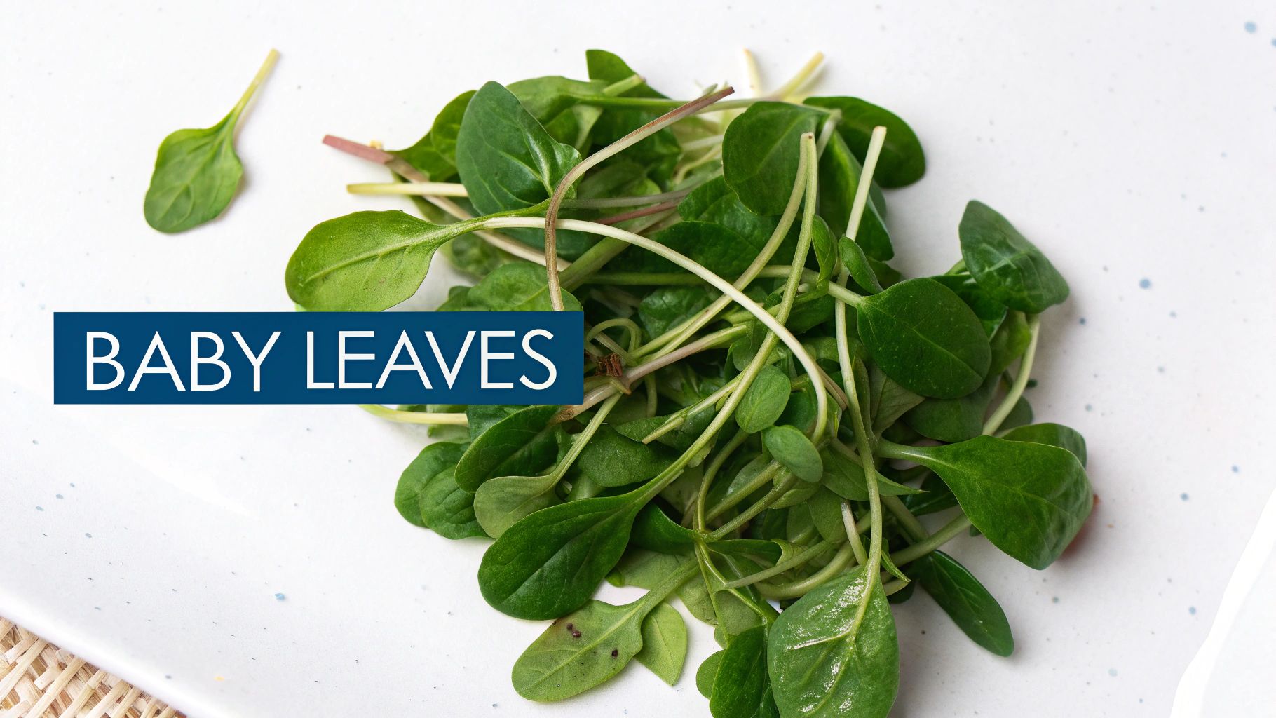 Baby Spinach - Microleaf Harvest Stage