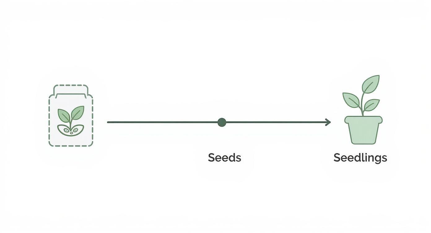 Infographic about how to start a garden