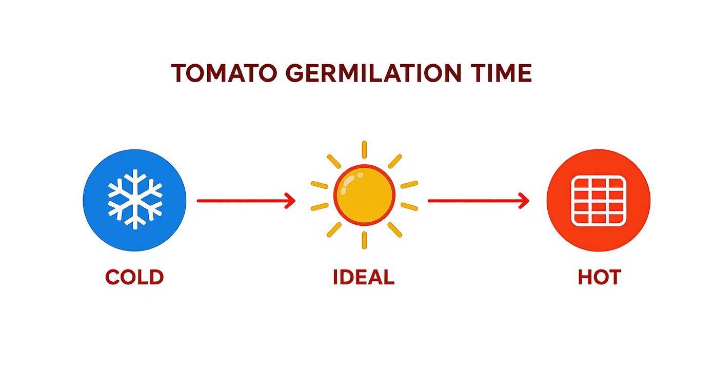 Infographic illustrating tomato germination time under cold, ideal, and hot temperature conditions.