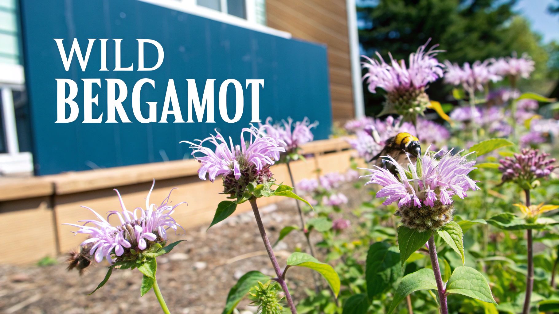 Monarda fistulosa (Wild Bergamot)