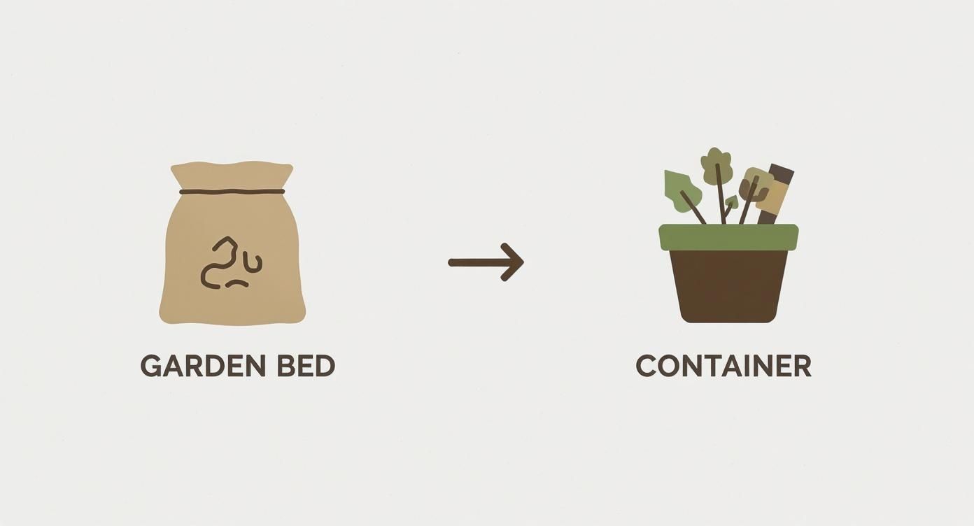 Illustration depicting the process of transplanting plants from a garden bed to a container.