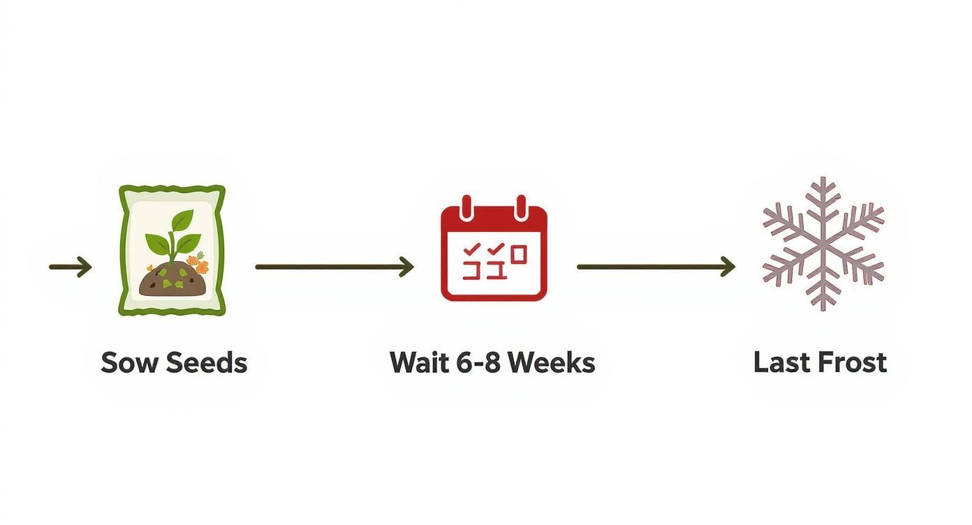 Infographic about when to sow tomato seeds