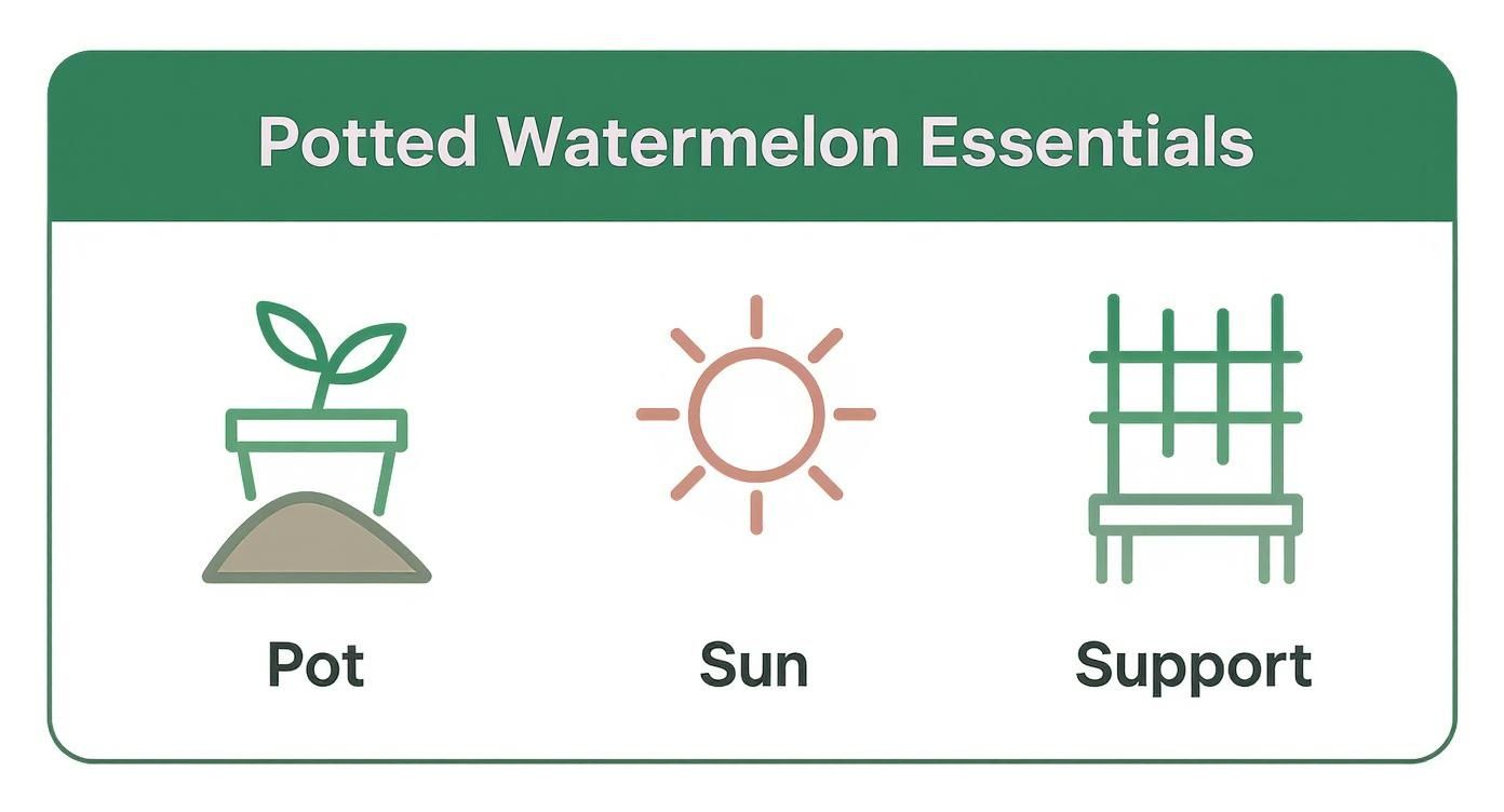 Infographic about how to grow watermelon in a pot