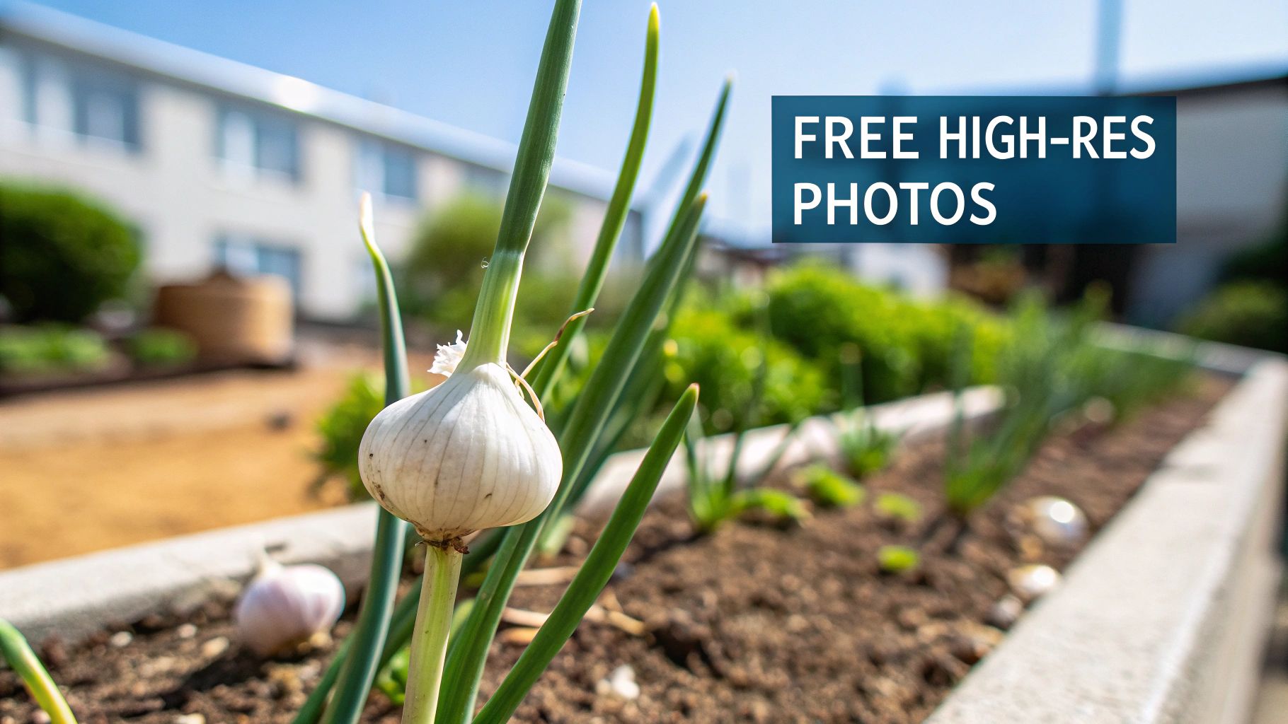 A garlic plant with a bulb and green leaves growing in a sunny outdoor raised garden bed.