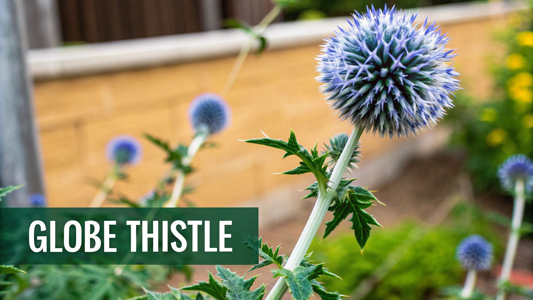 Echinops ritro (Globe Thistle)