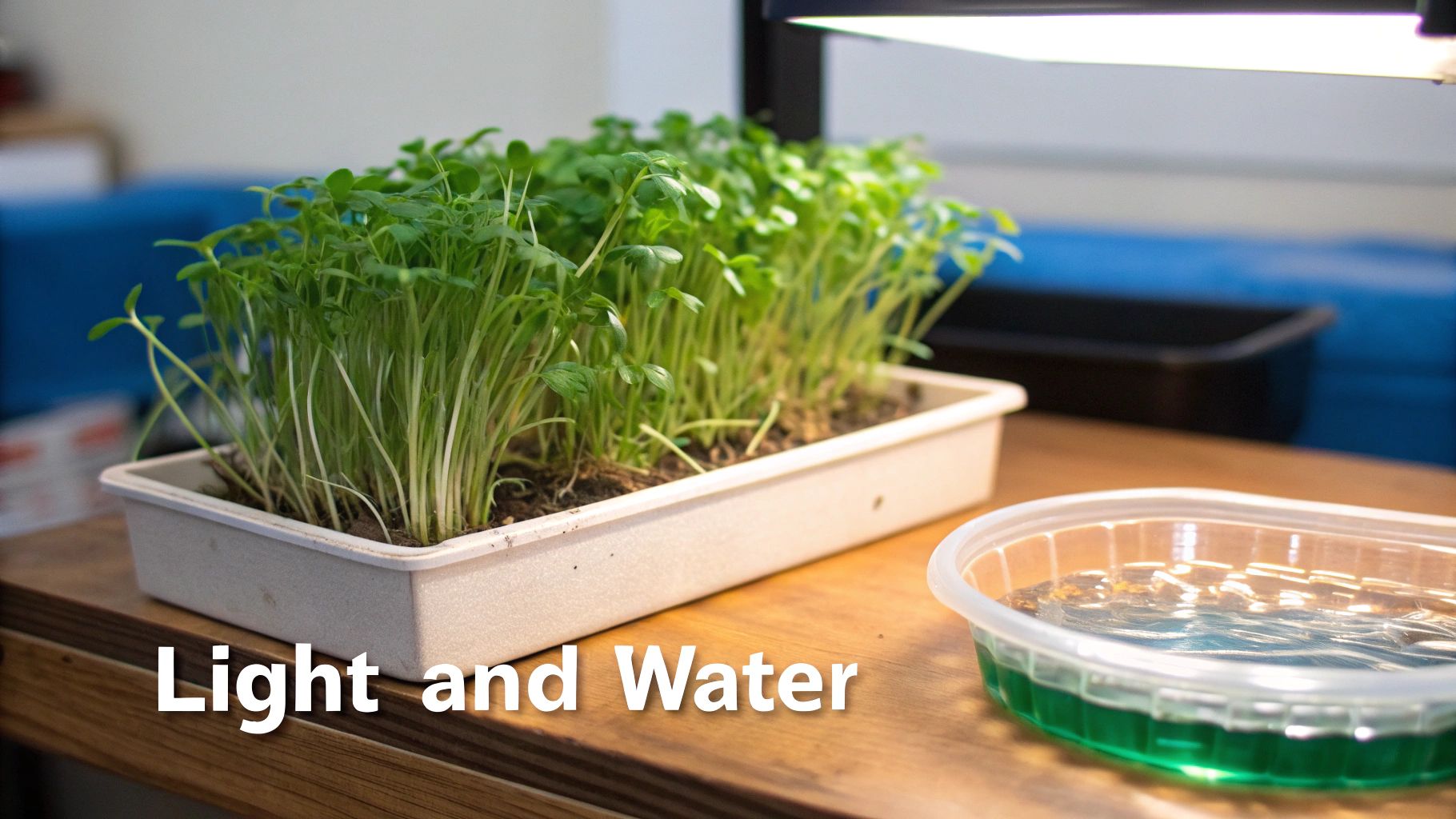 Herb seedlings stretching towards a light source, illustrating the concept of 'legginess'.