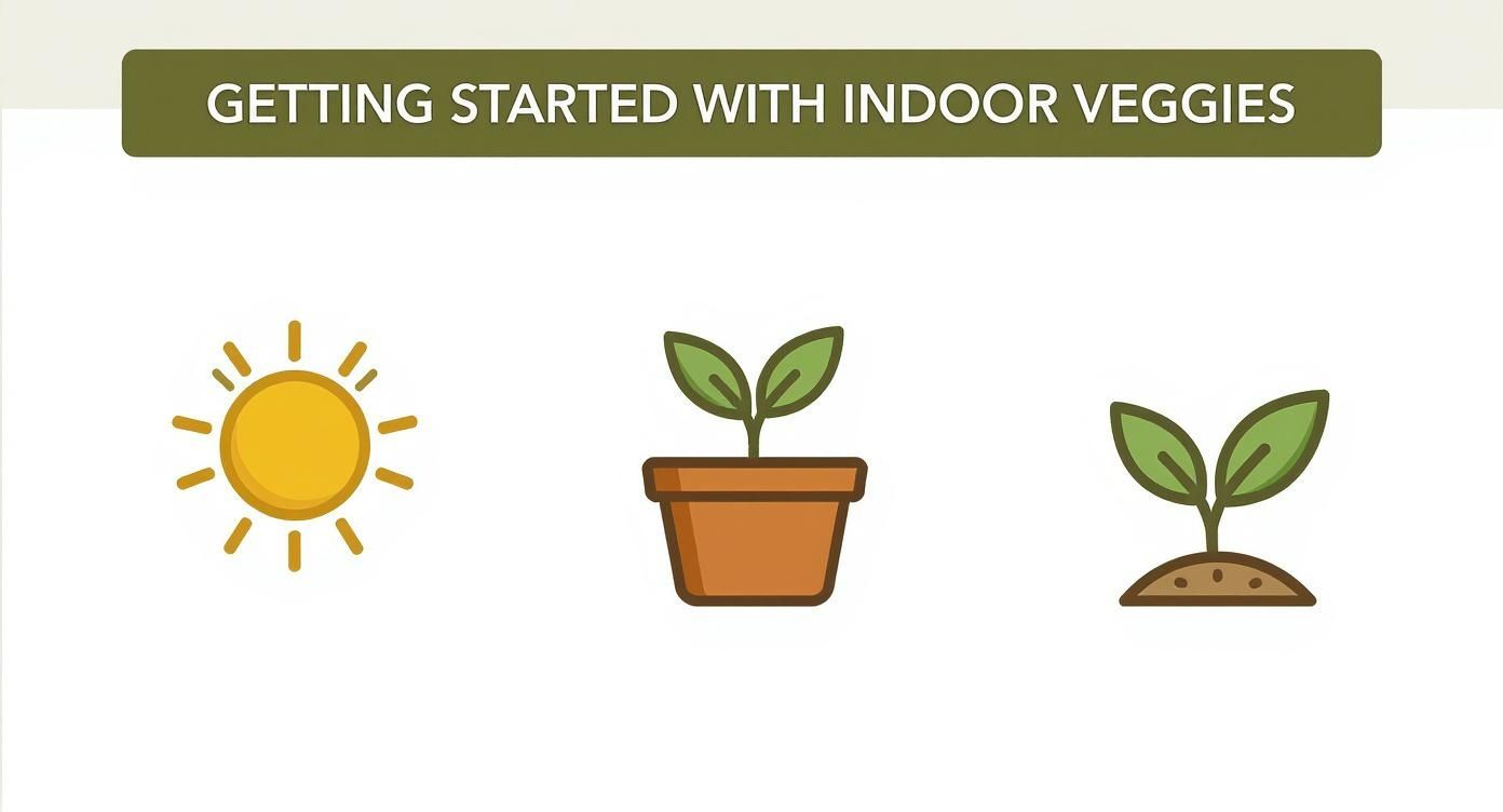 Infographic about growing vegetables indoors for beginners