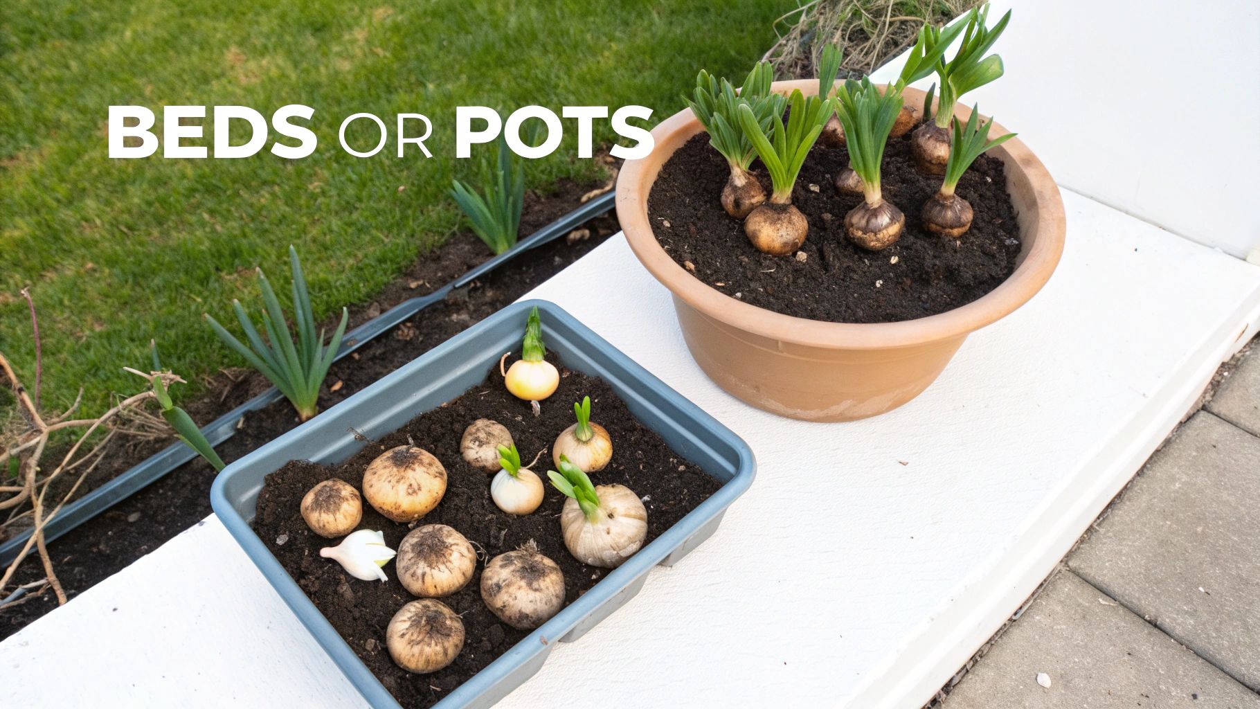 Spring flower bulbs growing in terracotta pot and blue planting tray on garden patio