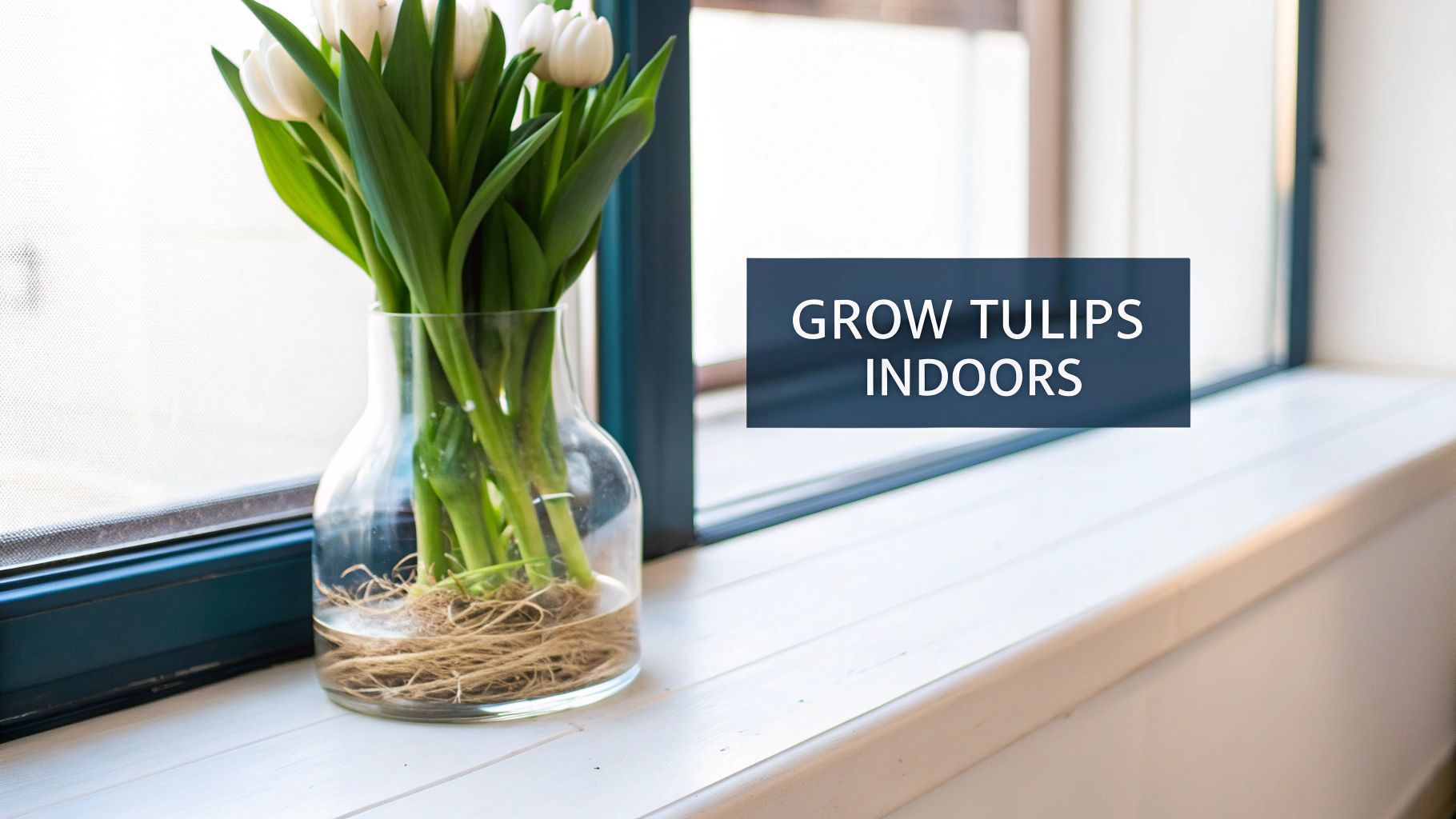 White tulips with visible roots in a glass vase on a white windowsill next to a bright window.