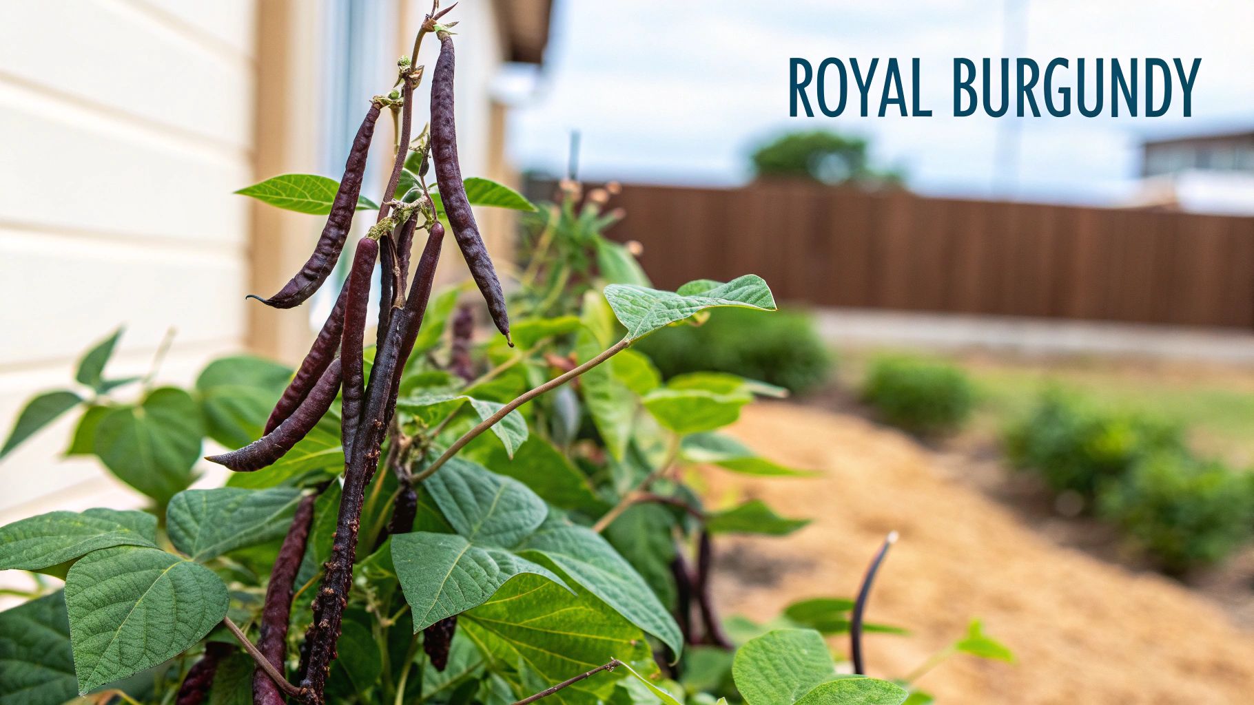 A close-up shot of a Royal Burgundy bush bean plant with numerous dark purple pods among green leaves.