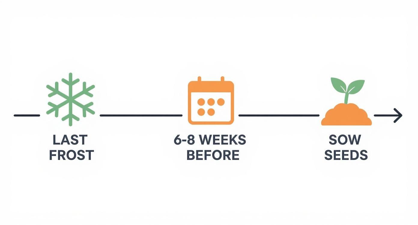 Infographic about when to start tomatoes from seed