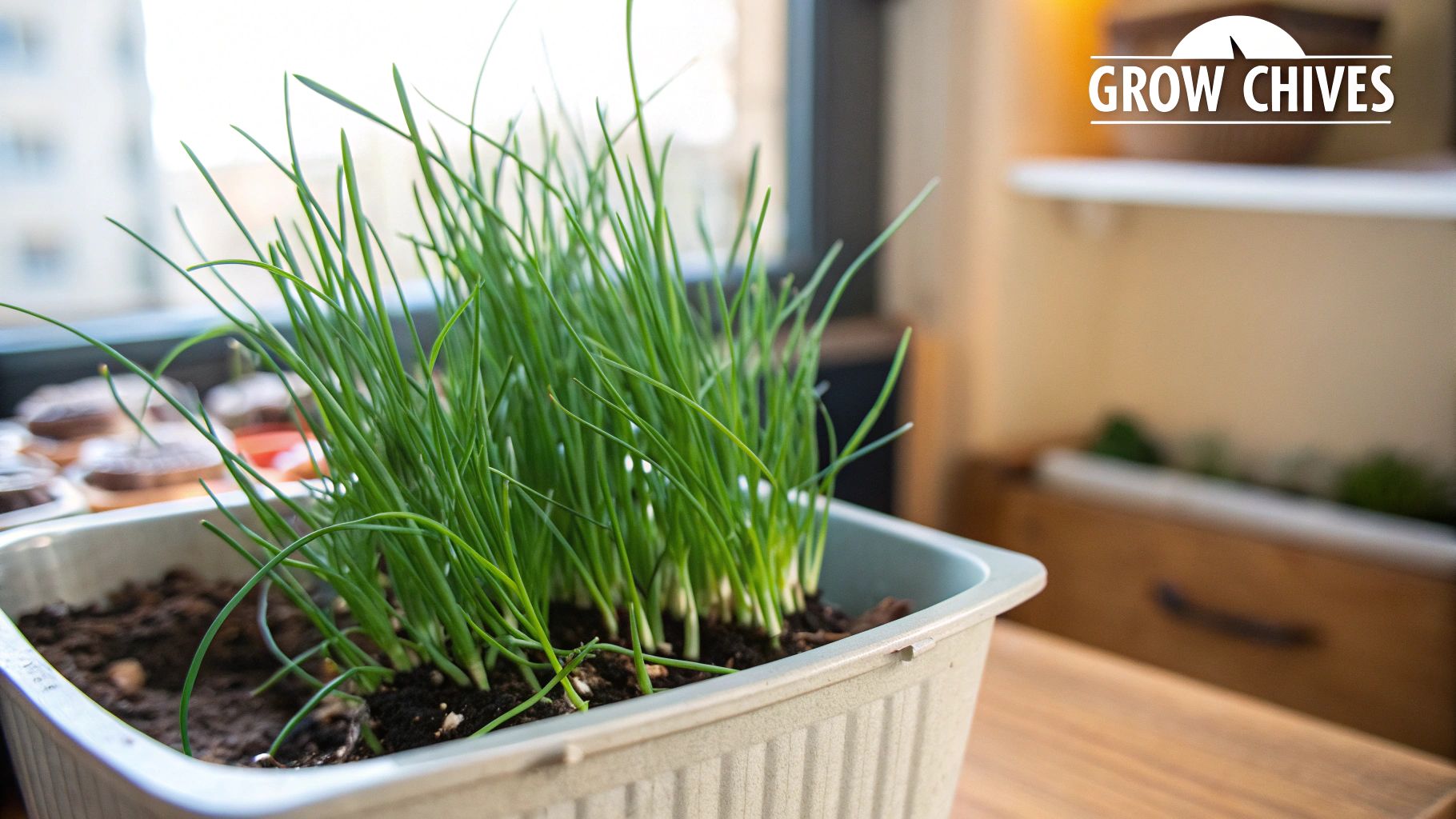 Chives (Allium schoenoprasum)