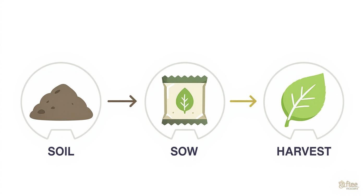 Three-step infographic showing soil preparation, sowing seeds in packet, and harvesting mature leaves process