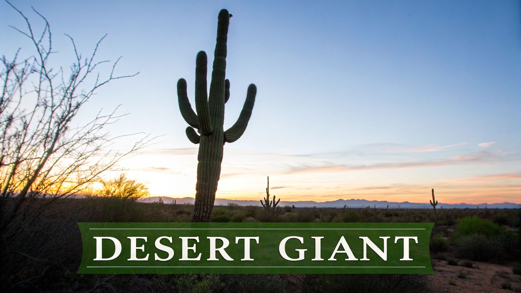 Saguaro Cactus (Carnegiea gigantea)
