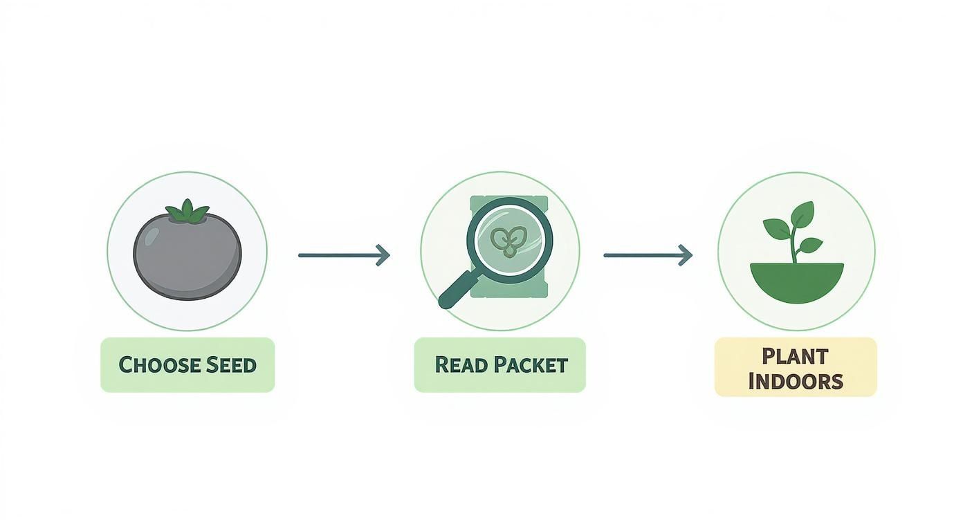 Infographic about how to germinate seeds indoors