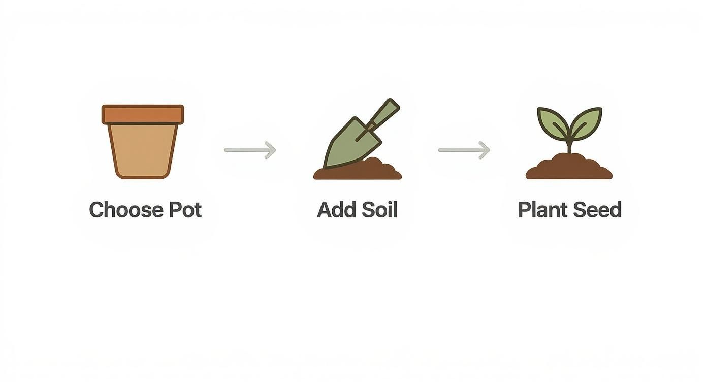 Three-step planting process showing pot selection, adding soil with spade, and seedling growing in dirt